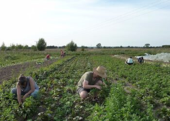 Sistemi alimentari locali sostenibili finanziati dai cittadini