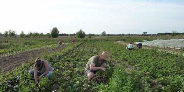 Sistemi alimentari locali sostenibili finanziati dai cittadini