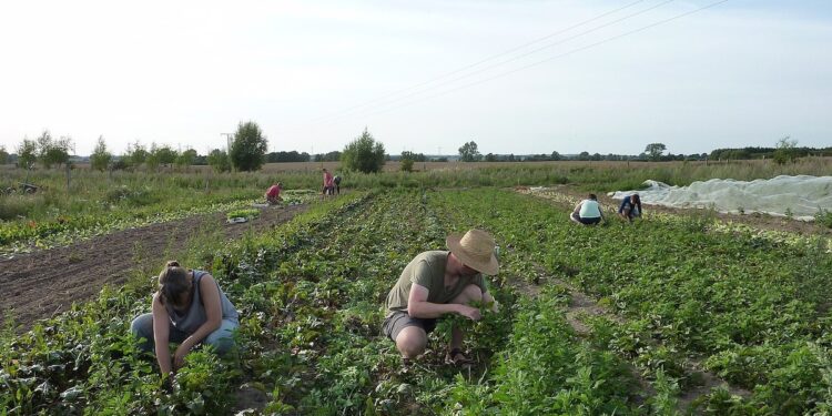 Sistemi alimentari locali sostenibili finanziati dai cittadini