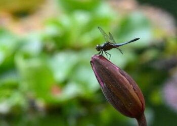 Sconfiggere le pandemie copiando dalla natura