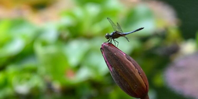 Sconfiggere le pandemie copiando dalla natura