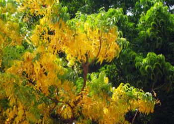 La forestazione con alberi straordinari e prodigiosi