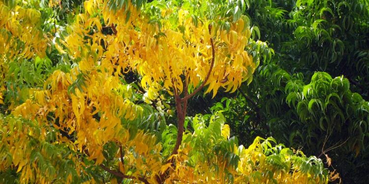 La forestazione con alberi straordinari e prodigiosi