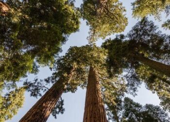 Nuovi materiali da costruzione fatti con cellulosa e batteri