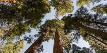 Nuovi materiali da costruzione fatti con cellulosa e batteri