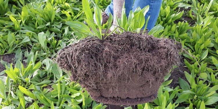 Combattere i cambiamenti climatici aumentando la fertilità dei suoli