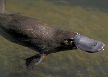 Super latte naturale che combatte la resistenza agli antibiotici