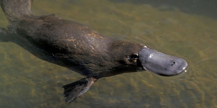 Super latte naturale che combatte la resistenza agli antibiotici