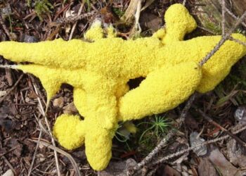 Algoritmi naturali che ci lasciano vivere in pace