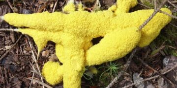 Algoritmi naturali che ci lasciano vivere in pace