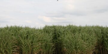 Cemento fatto con l’erba e riparato con i funghi