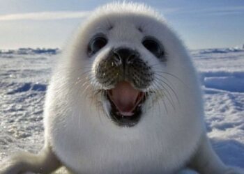 Isolanti termici per edifici e vestiti ispirati dalle pellicce degli animali