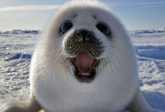 Isolanti termici per edifici e vestiti ispirati dalle pellicce degli animali