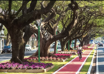 Rigenerazione dell’impollinazione nelle città per recuperare biodiversità