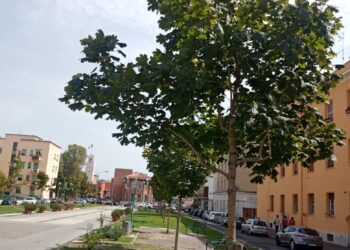 Climatizzare gli ambienti domestici e di lavoro copiando i semi di un albero