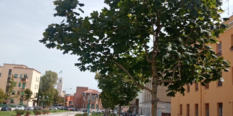 Climatizzare gli ambienti domestici e di lavoro copiando i semi di un albero