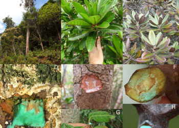 Ricavare oro e metalli preziosi dalle discariche con la Natura