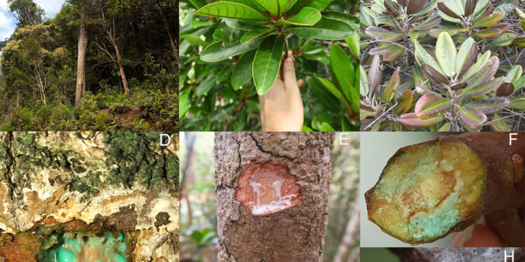 Ricavare oro e metalli preziosi dalle discariche con la Natura