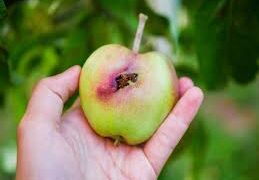 I segreti della biodiversità: come rigenerare la vita attraverso la morte