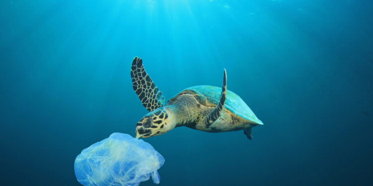 La transizione “saporita” verso rifiuti zero: imballaggi che si possono mangiare