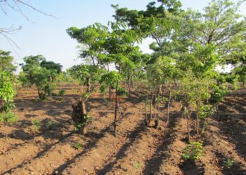 Rigenerazione naturale dei terreni gestita dagli agricoltori poveri