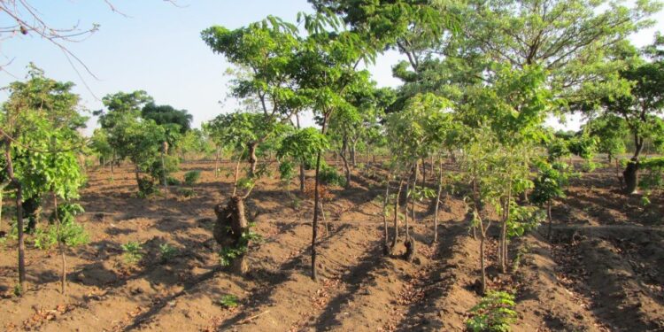 Rigenerazione naturale dei terreni gestita dagli agricoltori poveri