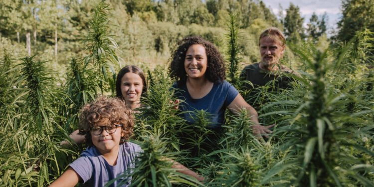 Prodotti ecosostenibili del futuro: la canapa