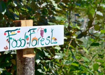 Dare lavoro, avere buon cibo e aiutare il clima con le foreste alimentari urbane