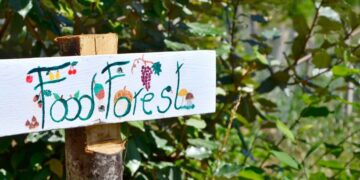 Dare lavoro, avere buon cibo e aiutare il clima con le foreste alimentari urbane