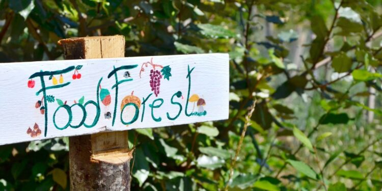 Dare lavoro, avere buon cibo e aiutare il clima con le foreste alimentari urbane