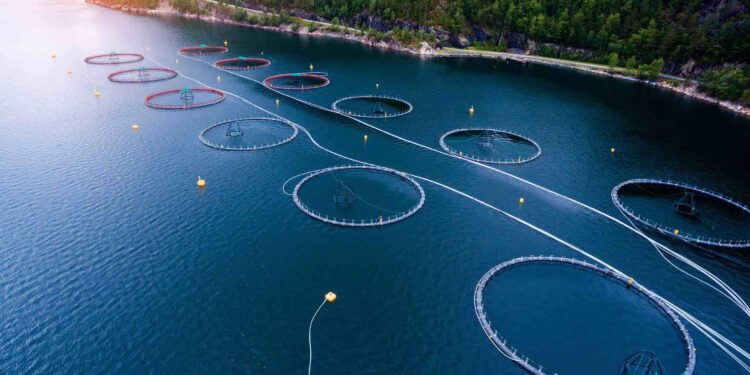 Pesci allevati in modo sostenibile e naturale