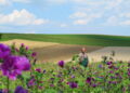 Seminare fiori per produrre energia e calore con le api