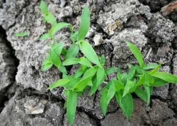 Rimedi naturali all’inquinamento che creano ricchezza e lavoro (seconda parte)