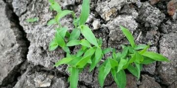 Rimedi naturali all’inquinamento che creano ricchezza e lavoro (seconda parte)