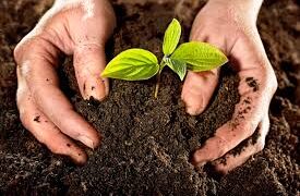 Rimedi naturali all’inquinamento che creano ricchezza e lavoro (prima parte)