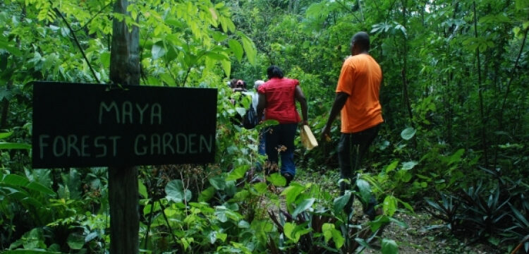 La sostenibilità nuova e antica dei giardinieri forestali della cultura dei Maya